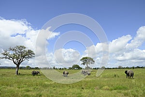 African elephant family roaming in green savanah photo