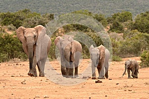 African elephant family in a row