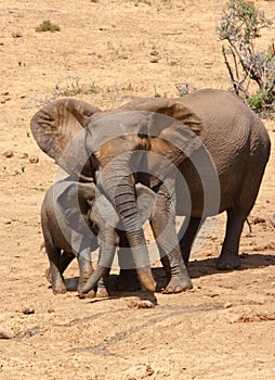 African Elephant family in South Africa