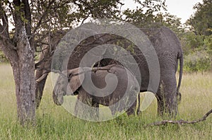 African Elephant Family in South Africa photo