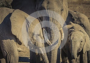 African Elephant Family Stands Together at a Water Hole