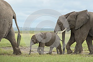 African Elephant  family with tiny calf