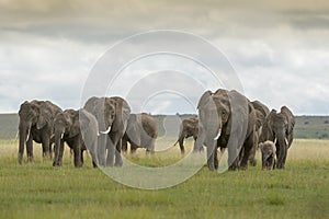 African Elephant  family with tiny calf