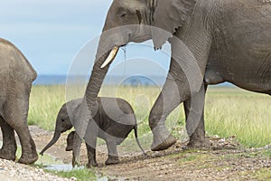 African Elephant  family with tiny calf