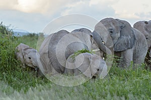 African Elephant  family with tiny calf