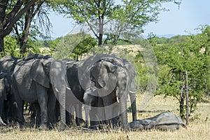 African elephant family under tree