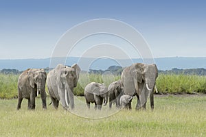 African Elephant family walking in landscape