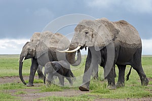 African Elephant family walking in landscape