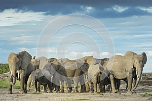 African Elephant family walking in landscape