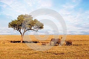 African Elephant family walking on savanna.