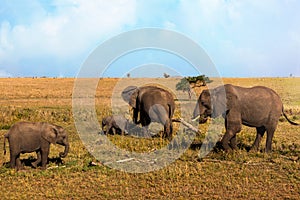 African Elephant family walking on savanna in serengeti national park