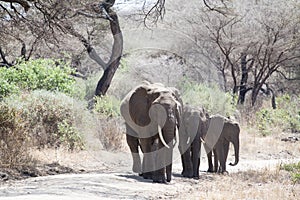 African elephant family walking