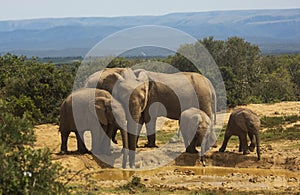 African Elephant family at waterhole