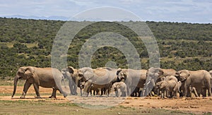 African Elephant family at waterhole