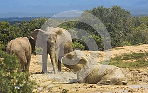 African Elephant family at waterhole