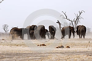 African elephant family at a waterhole