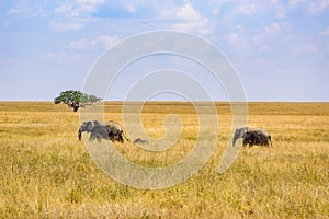 African Elephant Family with young baby Elephant in the savannah of Serengeti at sunset. Acacia trees on the plains in Serengeti