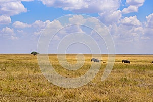 African Elephant Family with young baby Elephant in the savannah of Serengeti at sunset. Acacia trees on the plains in Serengeti