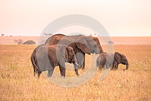 African Elephant Family with young baby Elephant in the savannah of Serengeti at sunset. Acacia trees on the plains in Serengeti