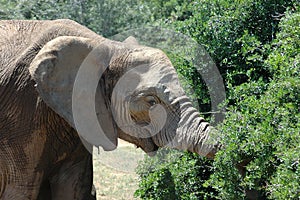 African elephant feeding