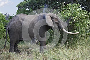 African elephant feeding