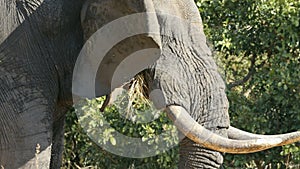 African elephant feeding - Kruger National Park