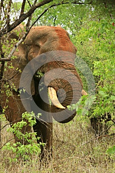 African Elephant feeding on Mopani