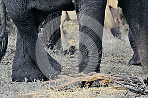 African Elephant feet in the wild