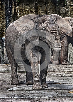African elephant female 1