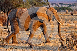 African elephant female, Tarangire, Tanzania