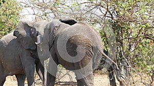 African elephant fight between two big males, National Park Chobe, Botswana.