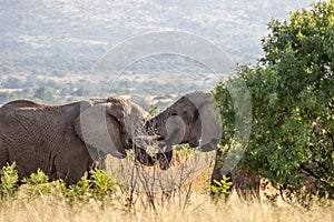 African Elephant Fighting
