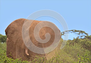 african elephant flapping its ears to spread dust over its head and body in the wild savannah of buffalo springs national reserve