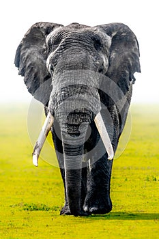 African elephant during a foggy morning in Ngorongoro Crater National Park, Tanzania