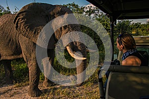An African Elephant gazes at a girl in a safari vehicle, Okavango Delta, Botswana