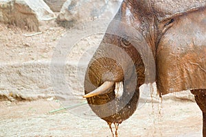 African elephant getting a bath