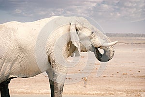 An African Elephant Getting a Drink in Namibia - Etosha National Park