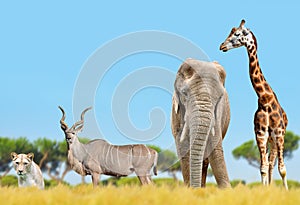 African elephant, giraffe, kudu and a lion