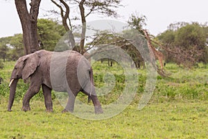 African Elephant and a Giraffe in the Serengeti