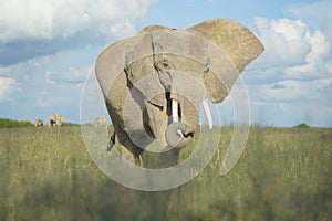 African elephant in grassland, female pregnant