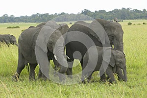 African Elephant in grasslands of Lewa Conservancy, Kenya, Africa photo