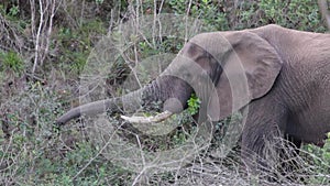African Elephant Grazes