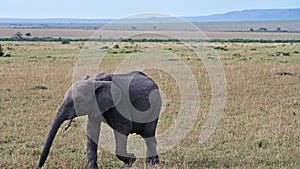 African elephant grazes on the expanses of the Kenyan savannah