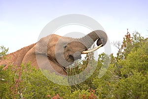 African elephant grazing in the bushes