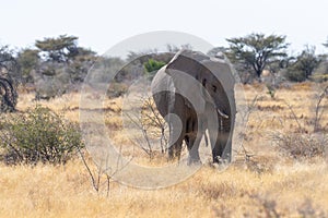 An African Elephant grazing in Etosha