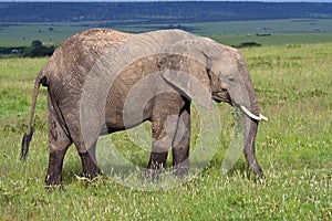 African elephant grazing, Masai Mara