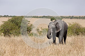 African elephant grazing in Masai Mara grassland