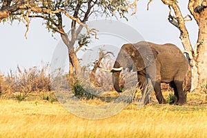 African Elephant grazing in the Okavango Delta at sunset