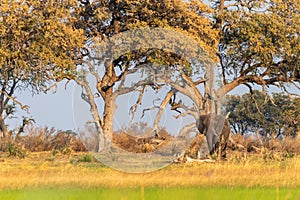 African Elephant grazing in the Okavango Delta at sunset