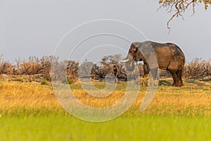 African Elephant grazing in the Okavango Delta at sunset